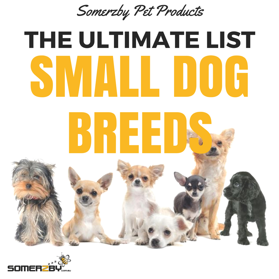 Small Dog Breeds The Ultimate List of Dog Breeds (2018)