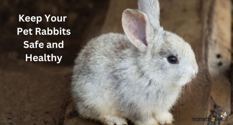 Keep Your Pet Rabbits Safe and Healthy
