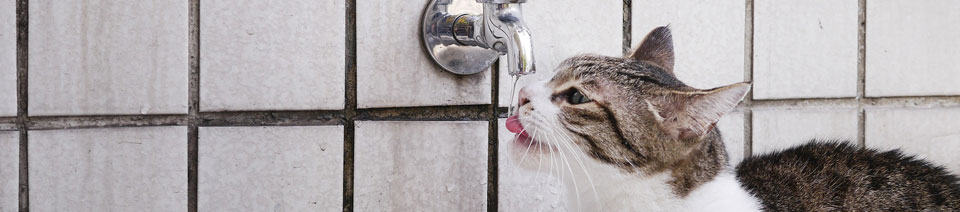 cat drinking