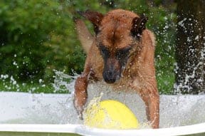 dog paddling pool