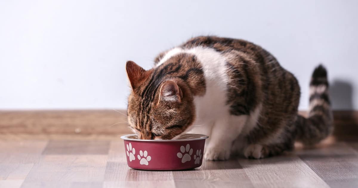 Cat eating