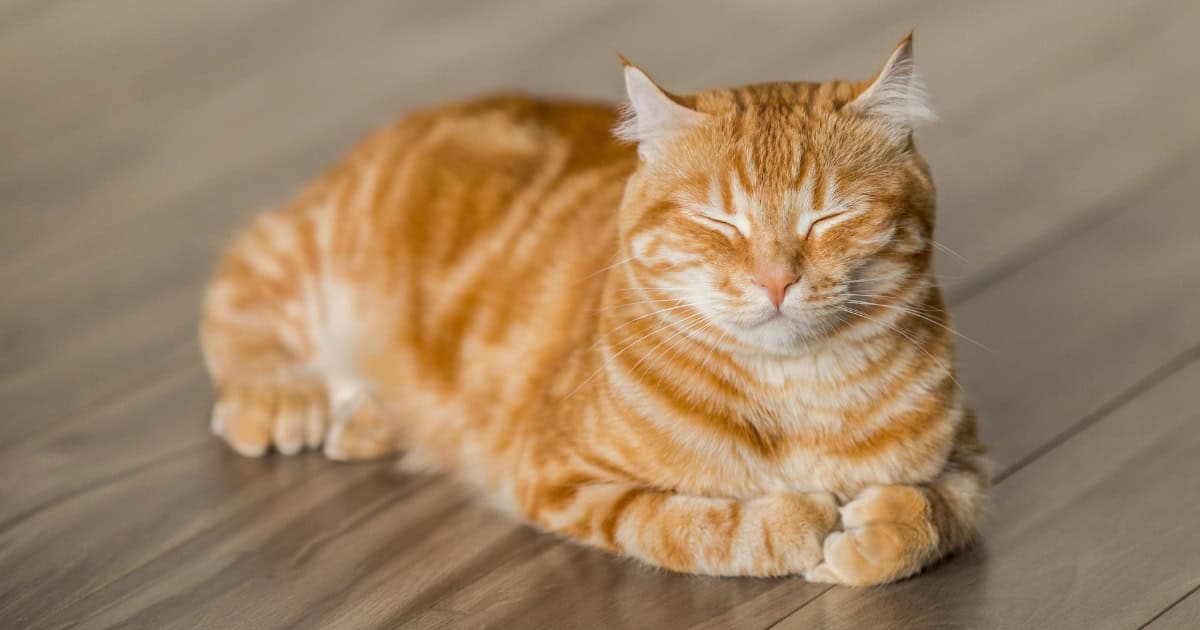 Cat overweight