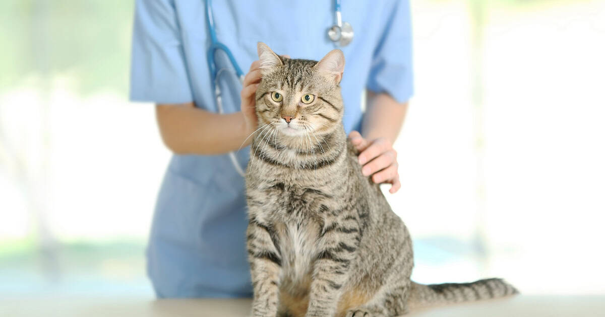 HOW MUCH DOES IT COST TO NEUTER A CAT