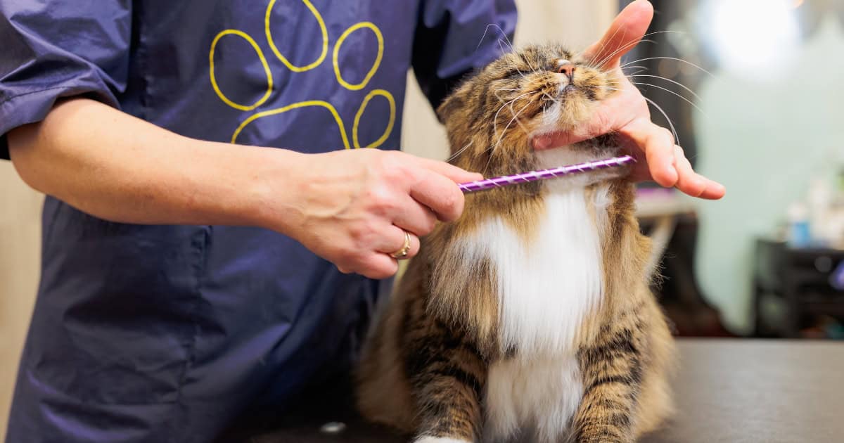 Grooming cat
