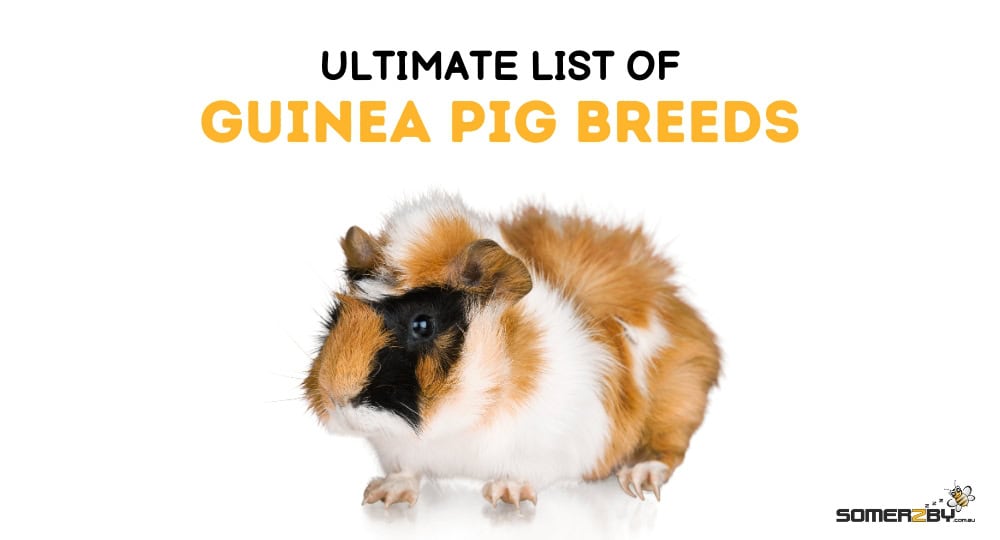 Ultimate List of Guinea Pig Breeds