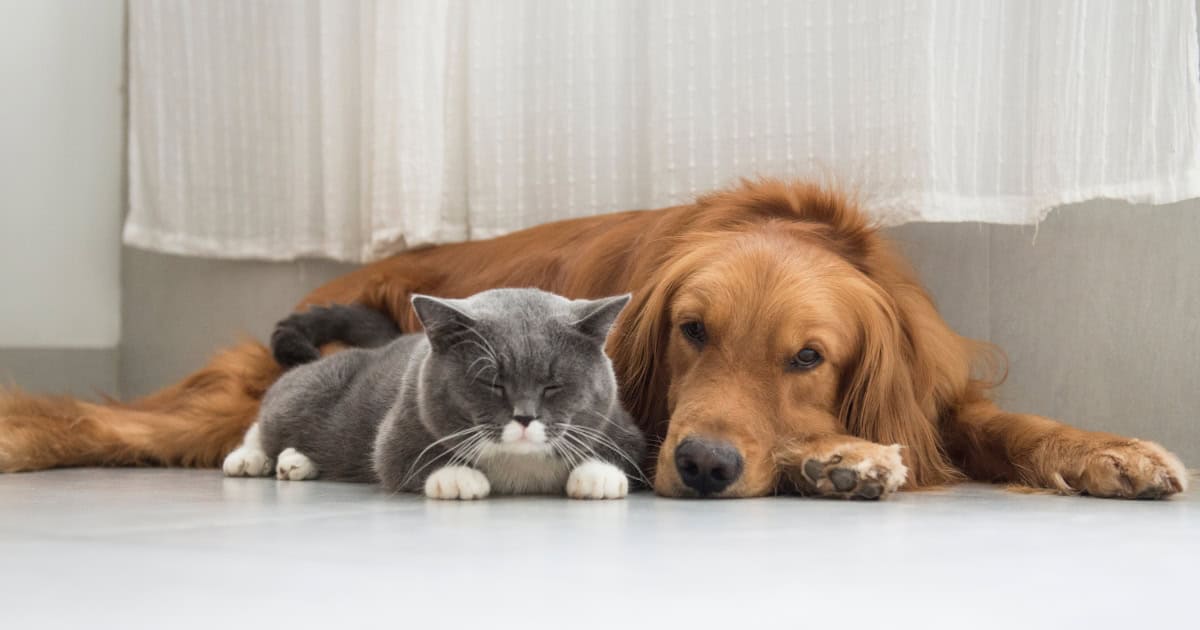 adopt your pet from