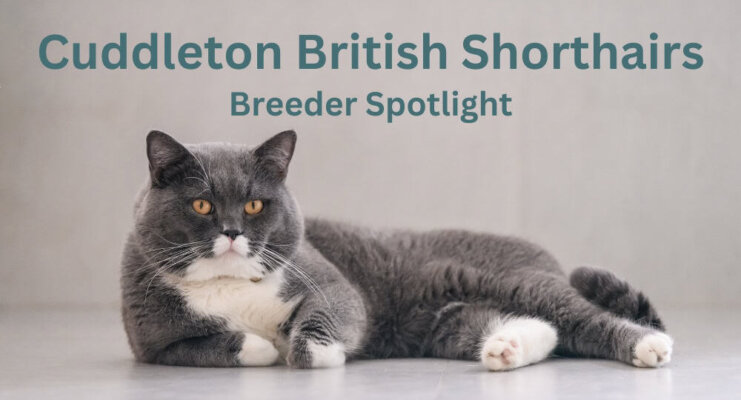 Cuddleton British Shorthairs