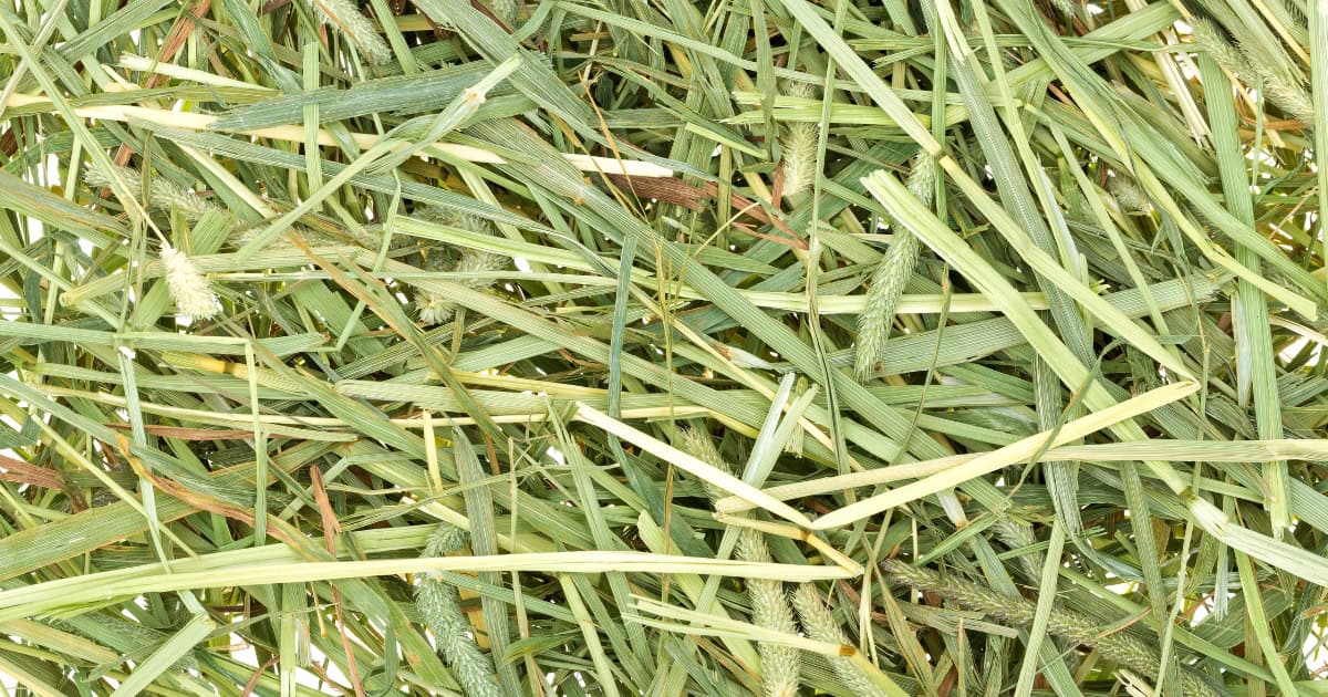 Grass hay