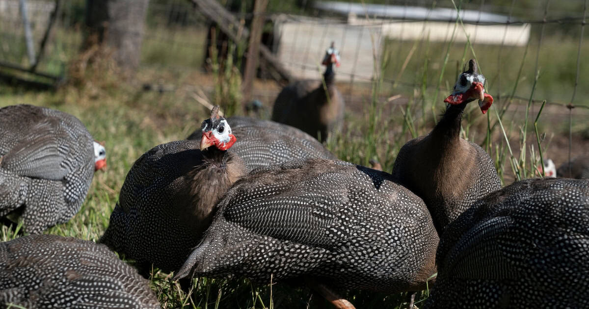 Guinea fowl