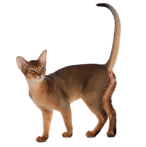 Abyssinian Cat