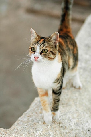 Aegean Cat