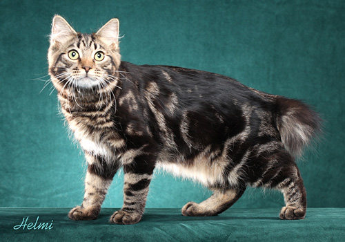 American Bobtail