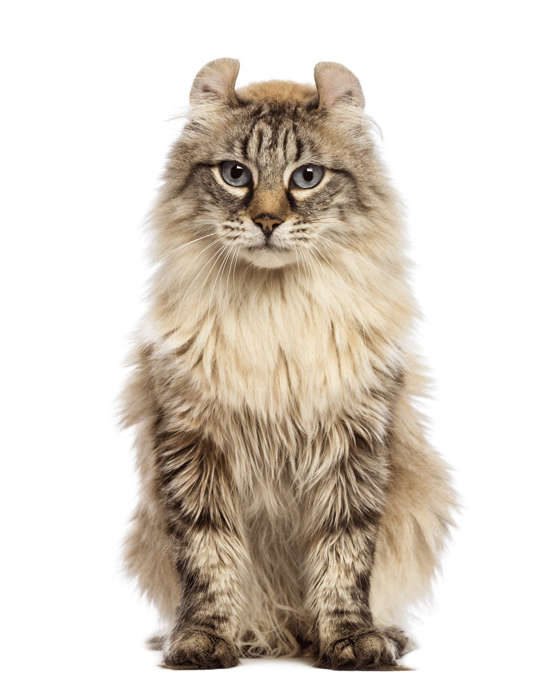 American Curl