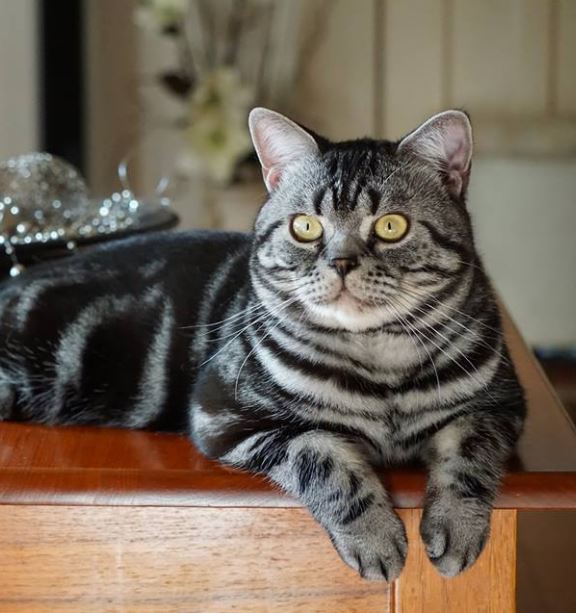 American Shorthair