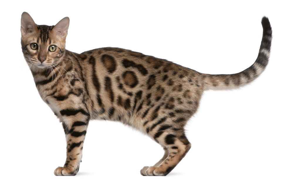 Bengal Cat