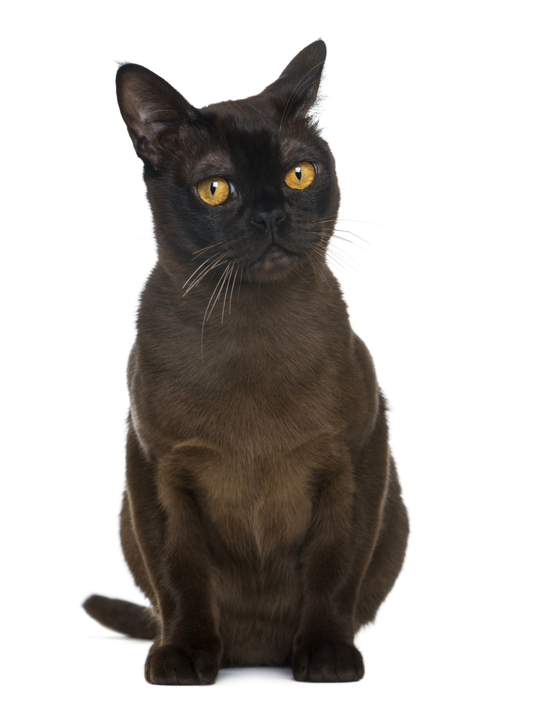 Bombay Cat