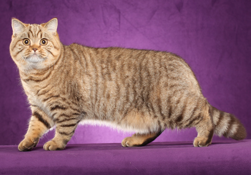 British Shorthair Cat Breed