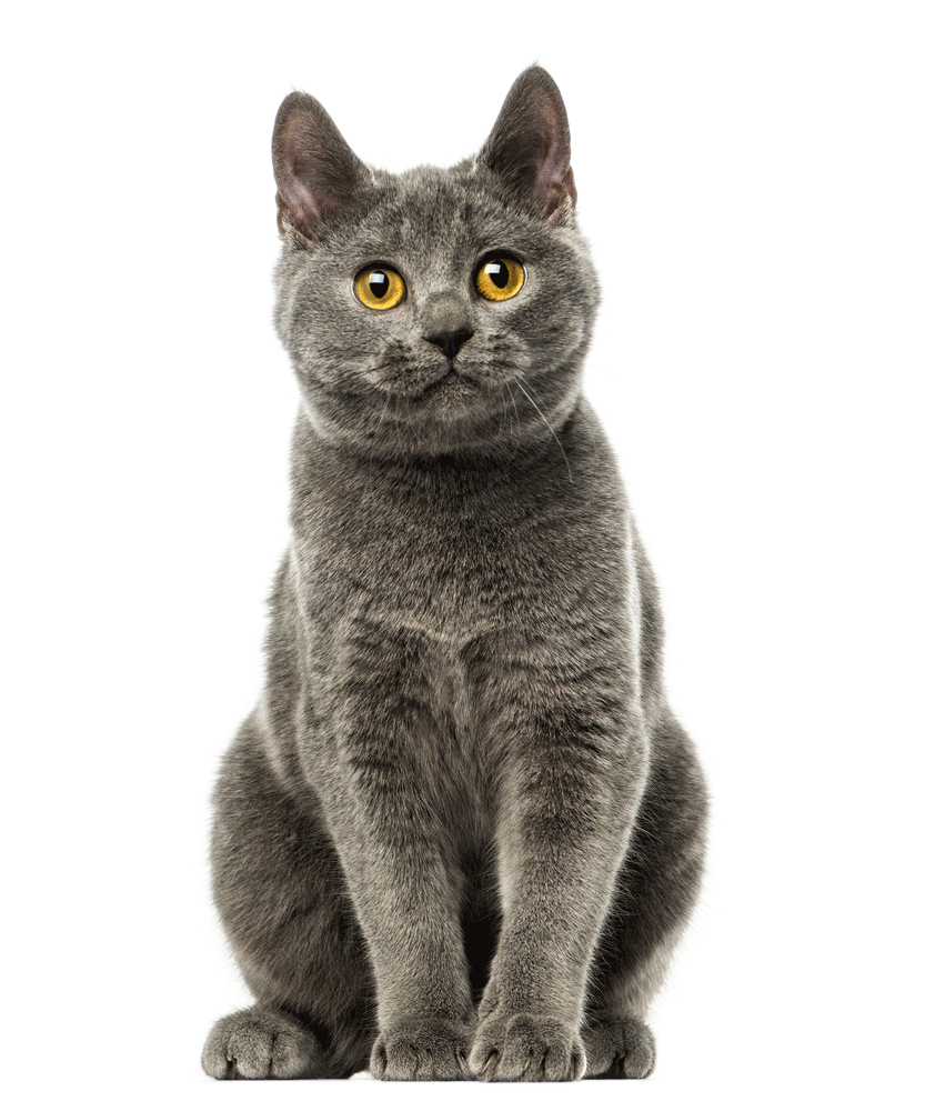 Chartreux Cat