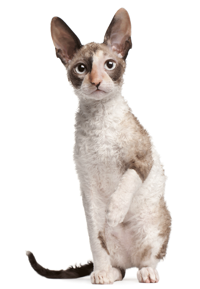 Cornish Rex