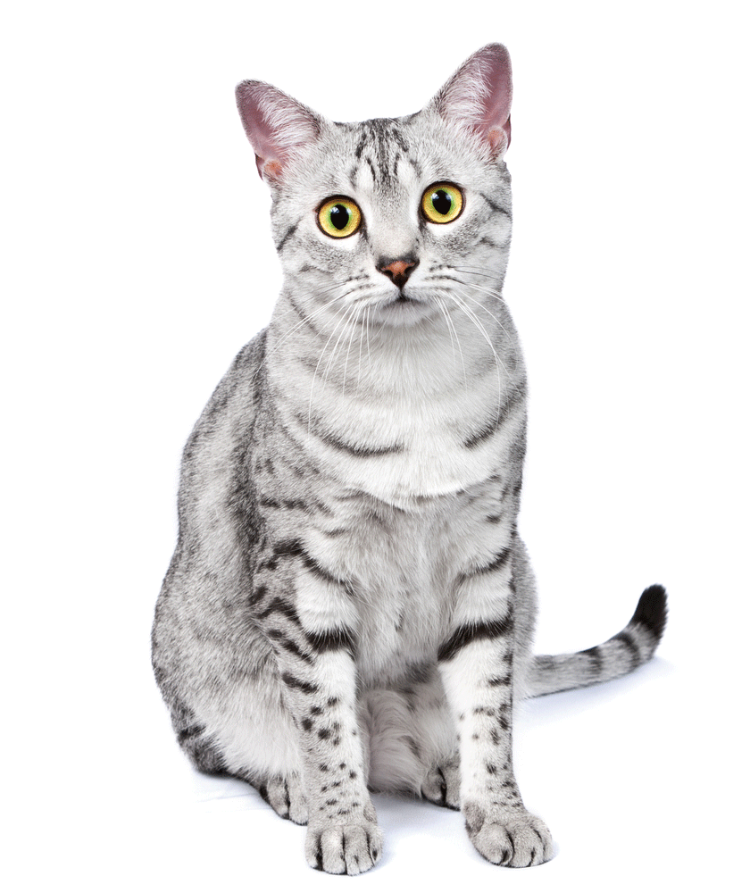 Egyptian Mau