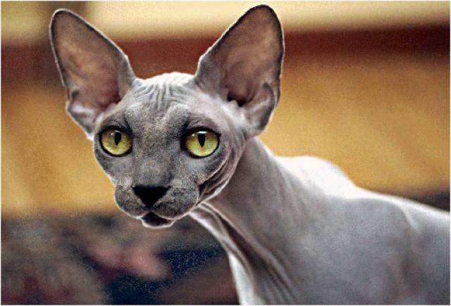 pharaoh cat breed