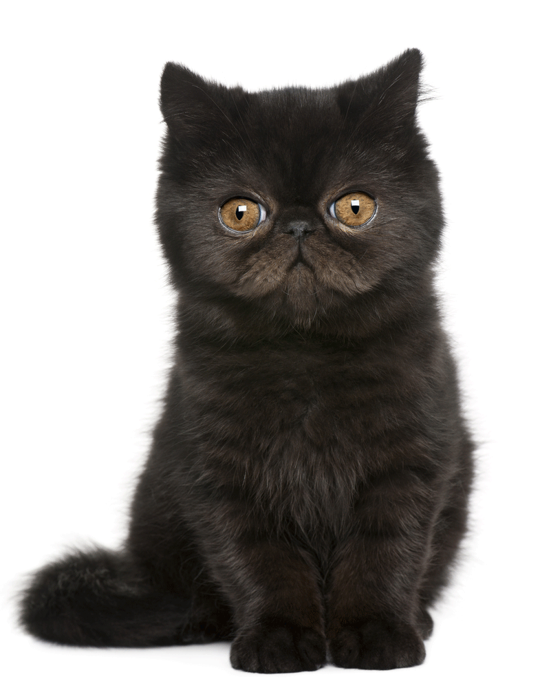 Exotic Shorthair