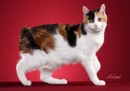 Kurilian Bobtail