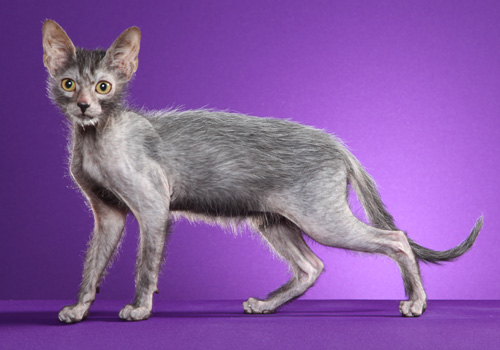 Lykoi