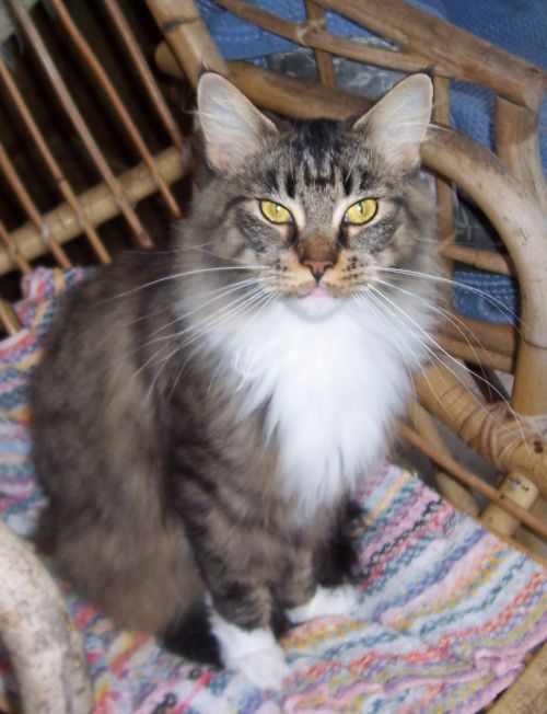 Maine Coon