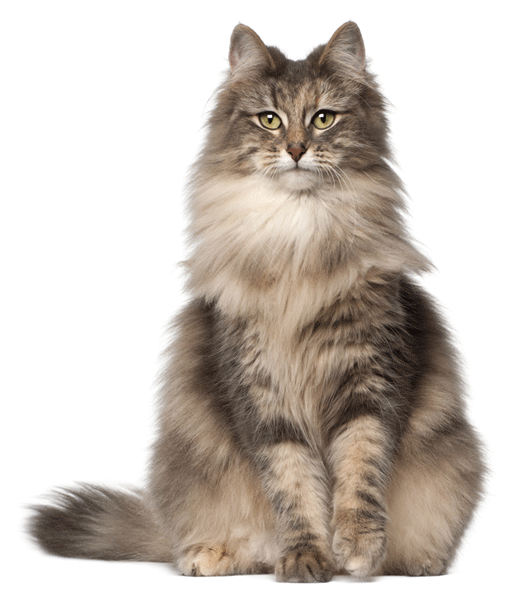 Norwegian Forest Cat