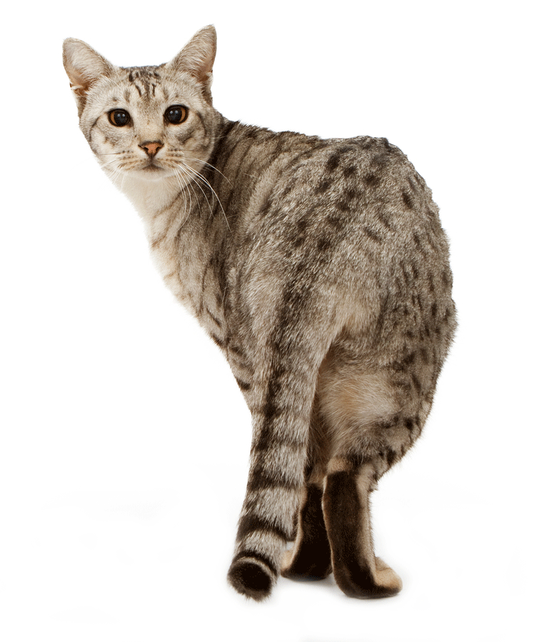 Ocicat Cat