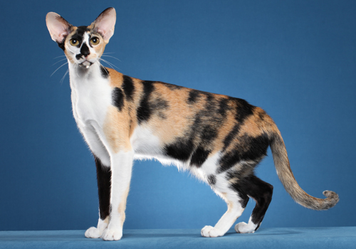 Oriental Shorthair