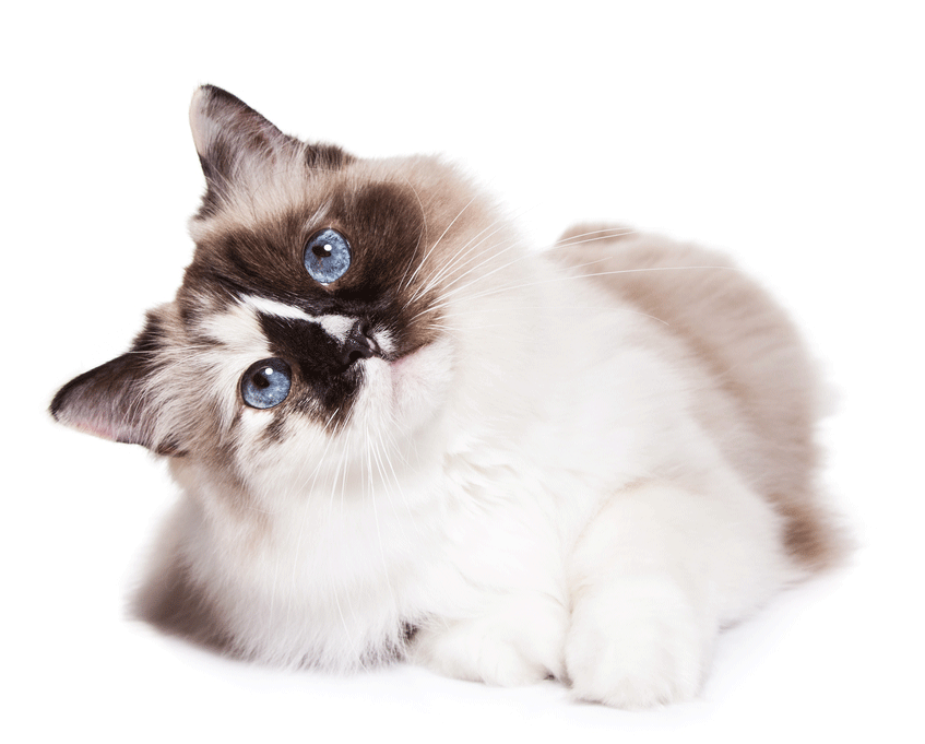 Ragdoll