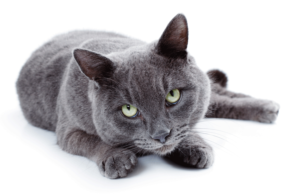 Russian Blue