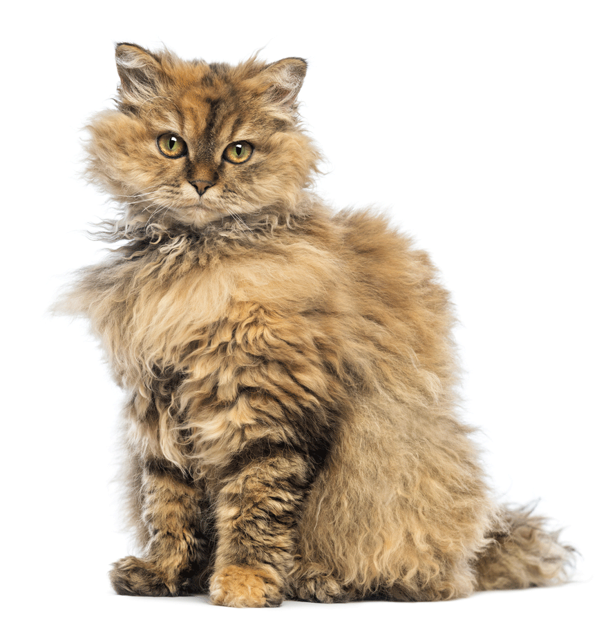 Selkirk Rex