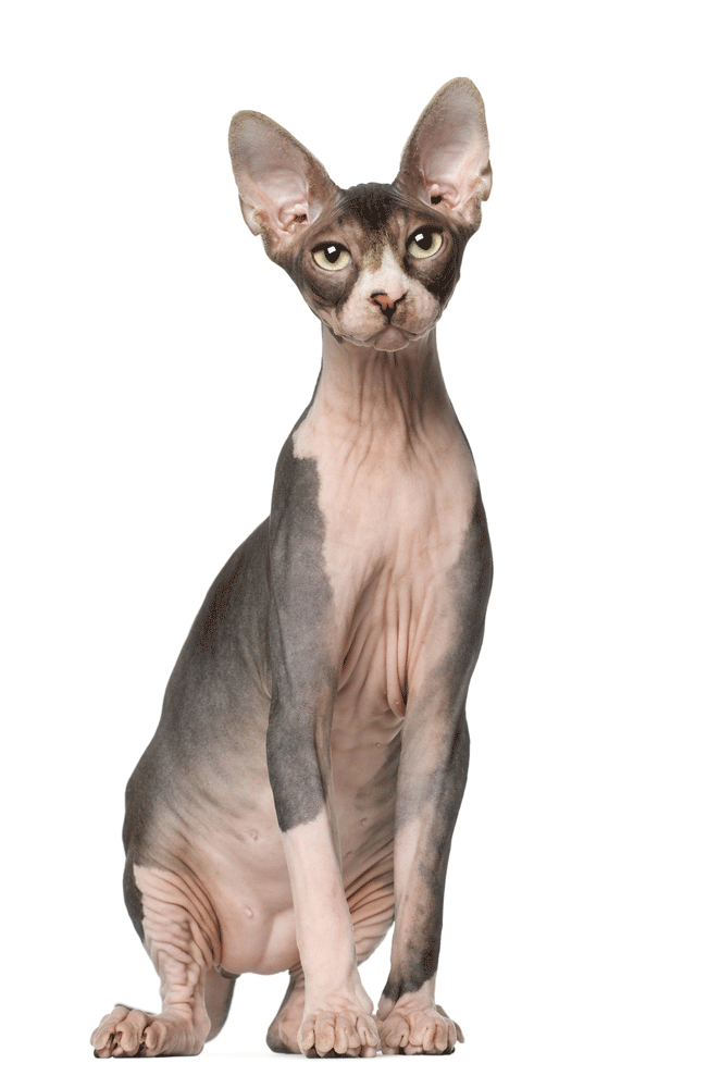 Sphynx