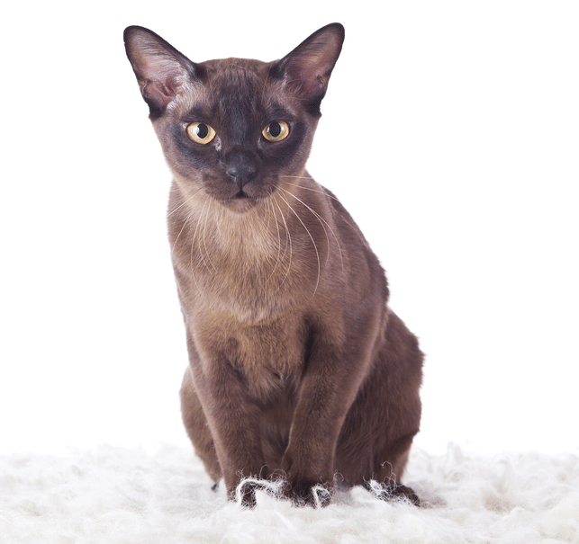 Tonkinese