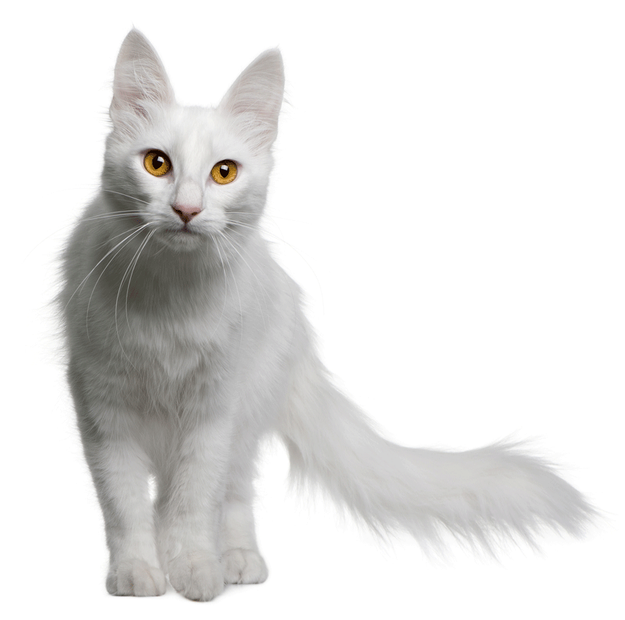 Turkish Angora