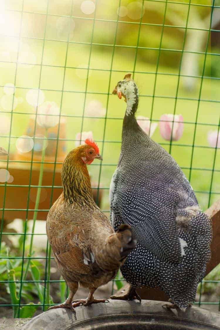 Chicken coops are great for keeping guinea fowl