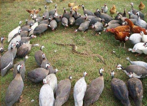 Guinea Fowl surrounding snake