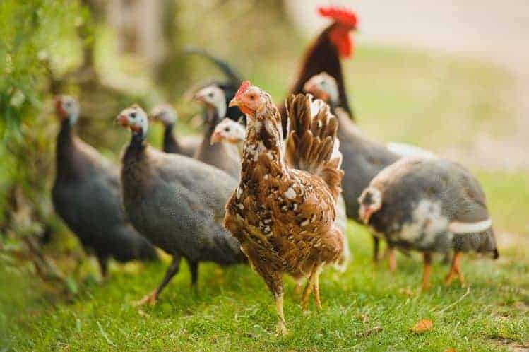 Keeping guinea fowl and chickens together