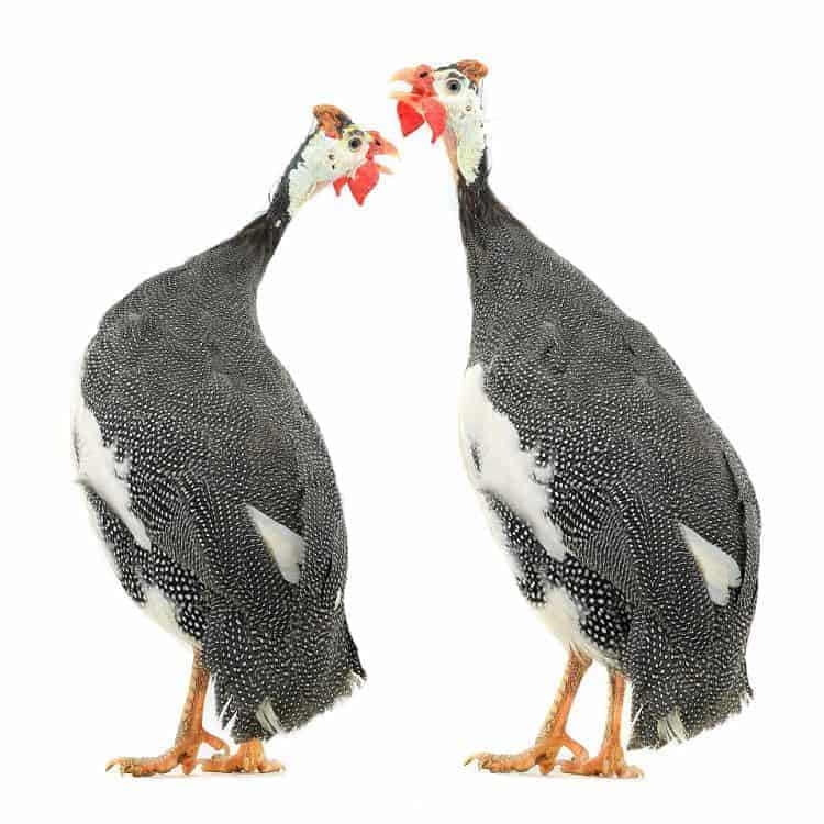 The sounds that guinea fowl make