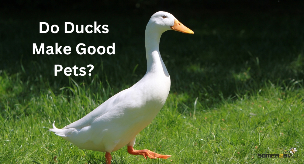Do Ducks Make Good Pets