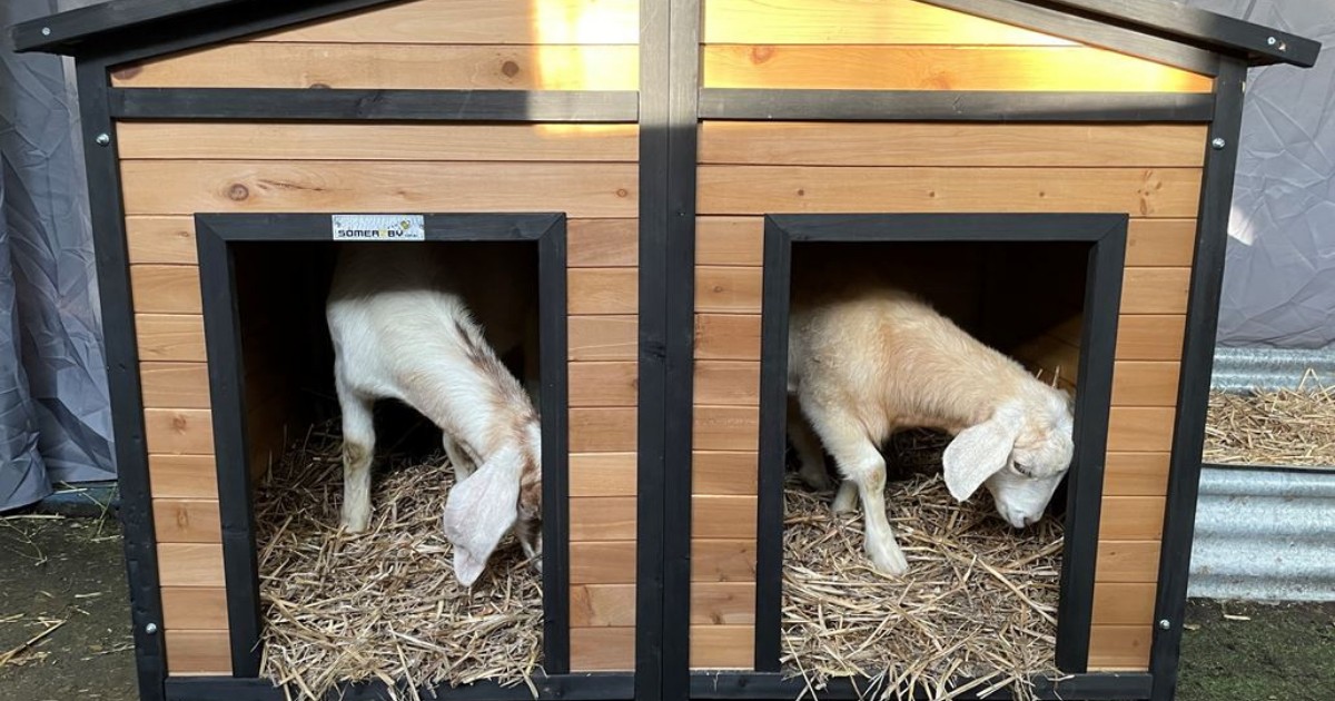 Goats in a den dog kennel