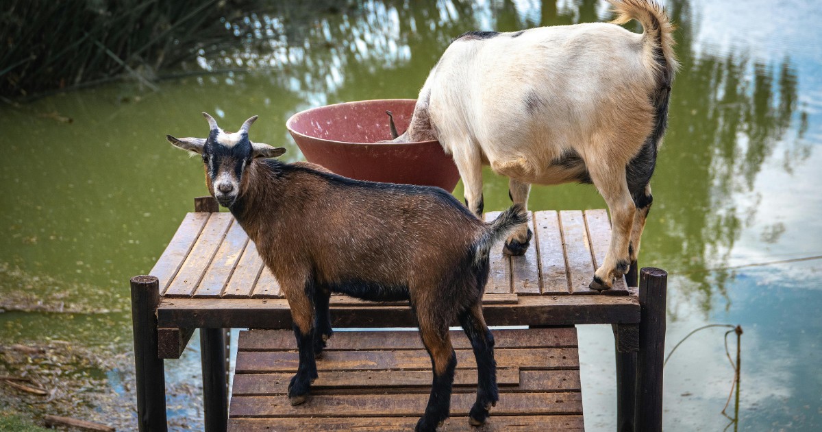 Can You Milk Pygmy Goats?