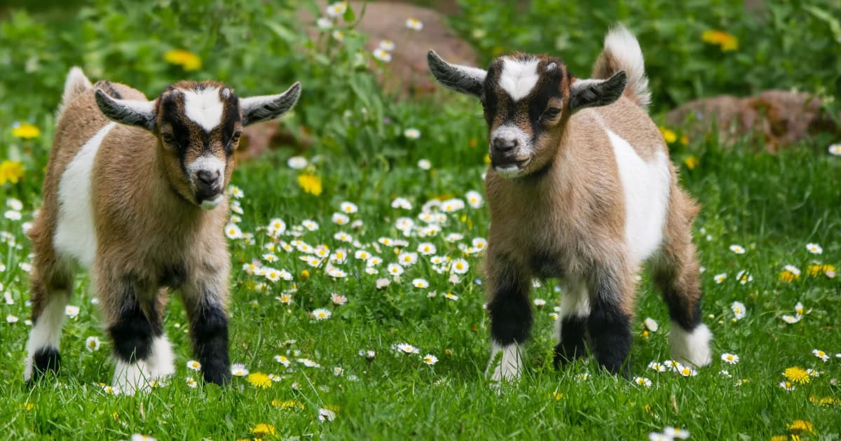 Pygmy goats make great pets for people of all ages