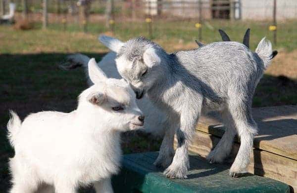 Newborn pygmy goats like to play and rest.