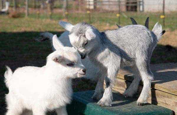 can pygmy goats live with dogs