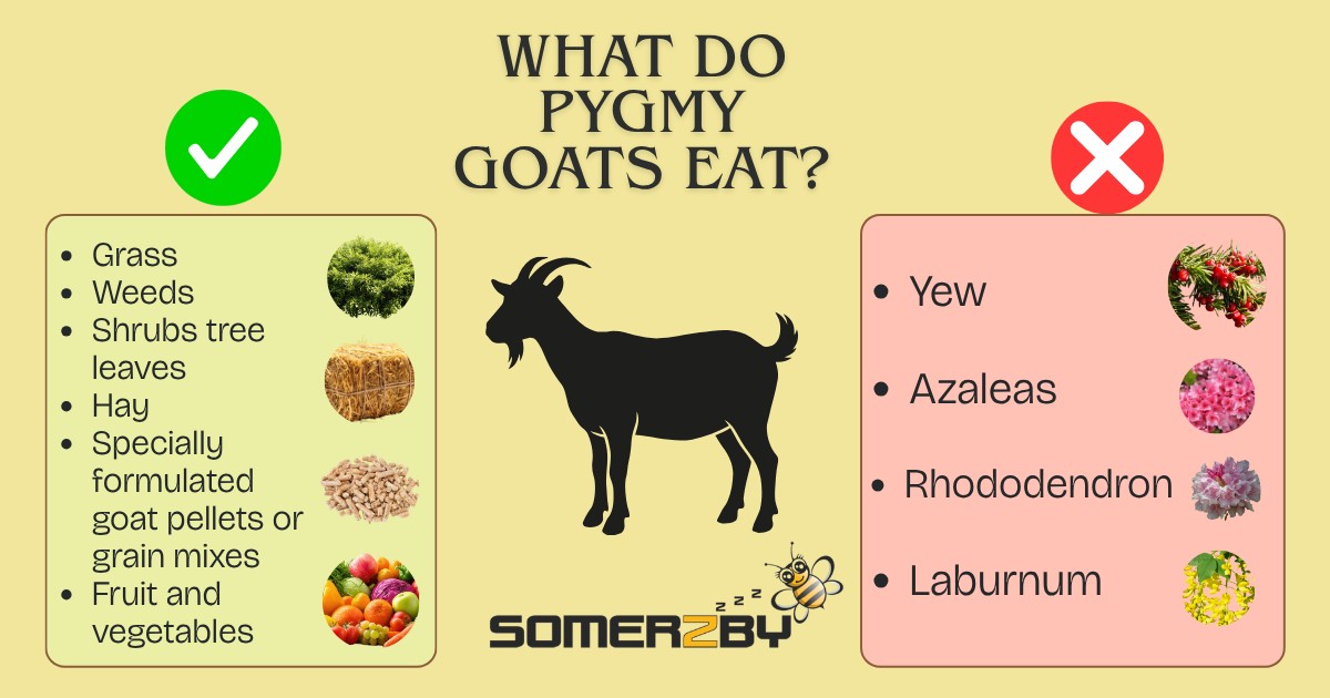 What Do Pygmy Goats Eat Infographic