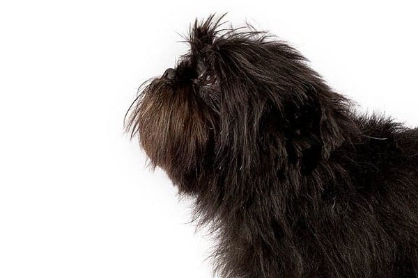 Affenpinscher